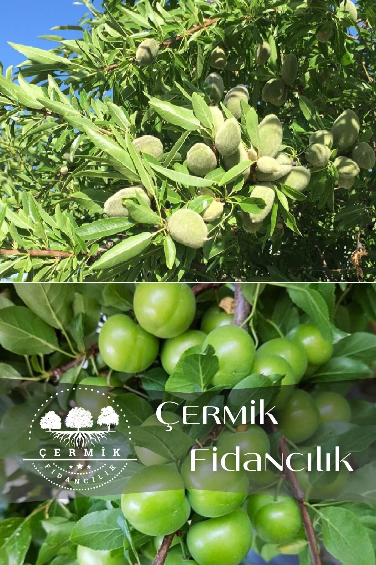 ÇERMİK FİDANCILIK 2 Çeşit Karışık Meyve Fidanı Yeşil Can Erik Ve Badem