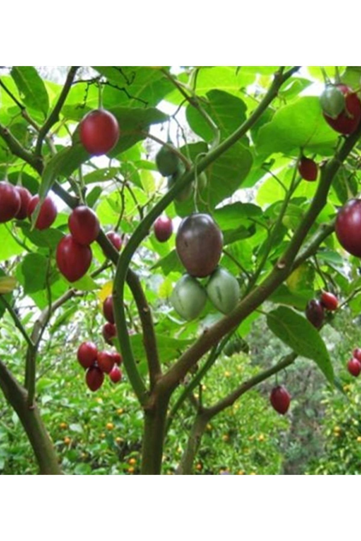 CC Tamarillo (DOMATES AĞACI) 50-75 Cm Boyunda Tüplüdür