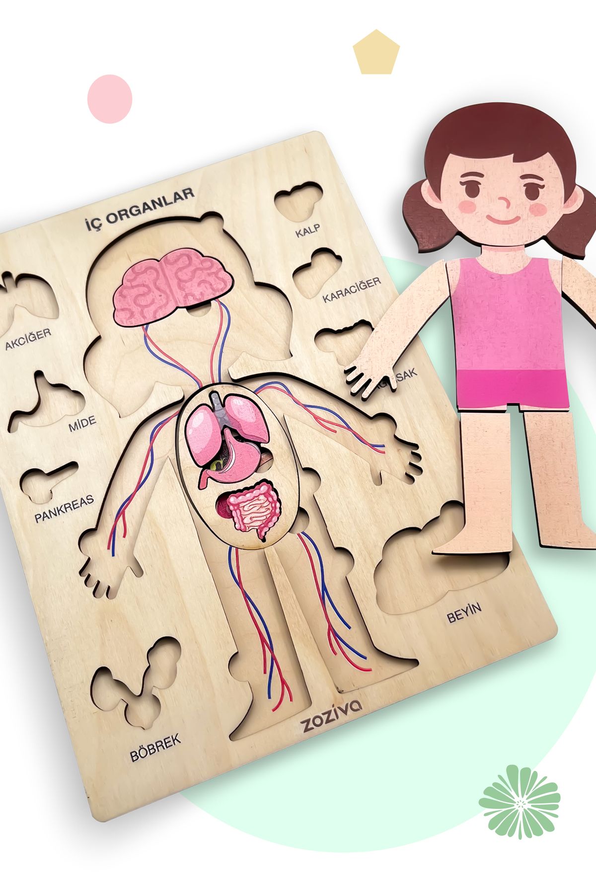 zoziva İnsan Vücudunu Öğreniyoruz, İç Organlar Montessori Eğitici Ahşap Puzzle Oyuncağı, Doktorculuk Oyunu