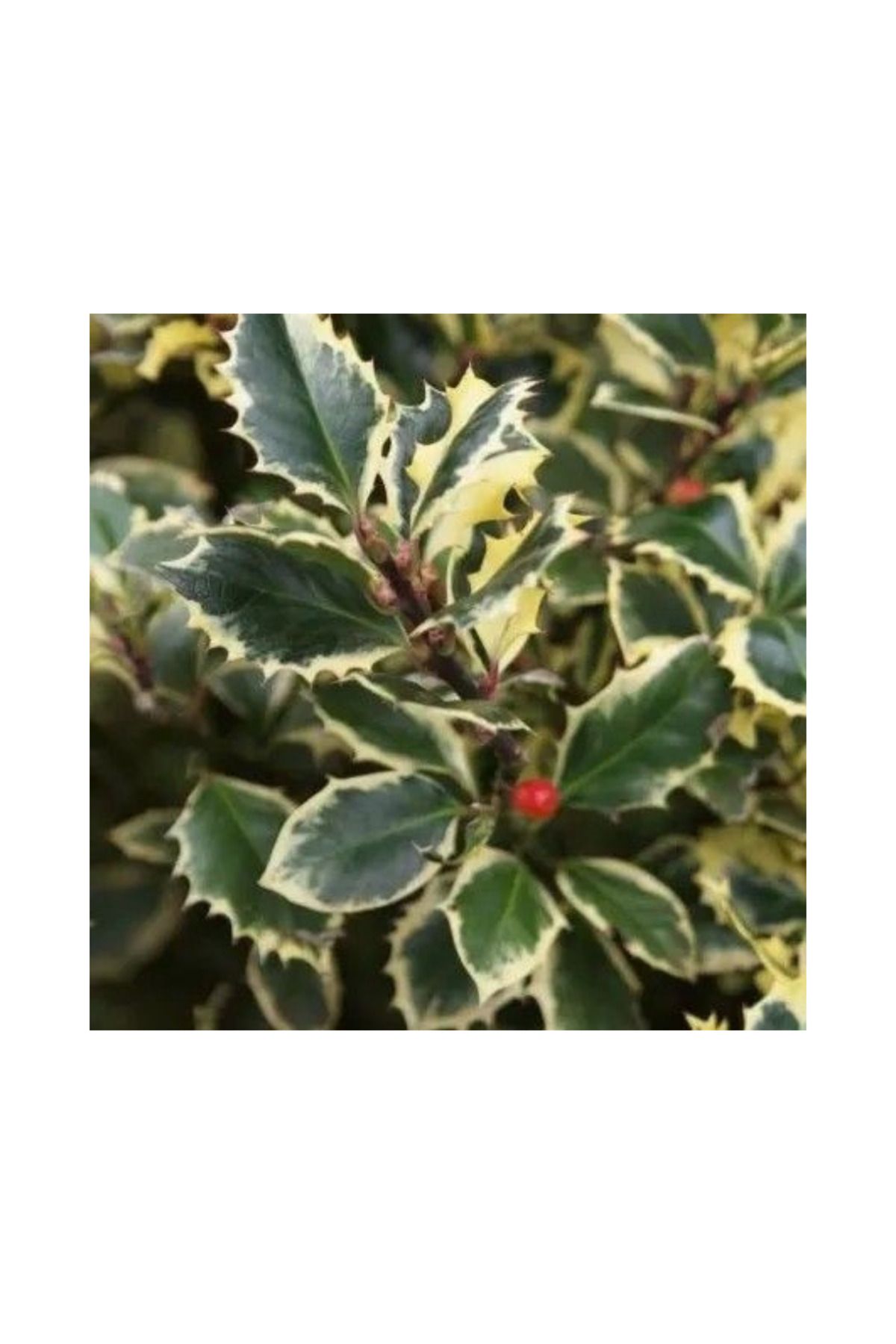 doğaşık 1-2 Yaş Arası Saksılı Alacalı Çoban Püskülü (Ilex aquifolium) Fidanı - Göz Alıcı Alacalı Yapraklar