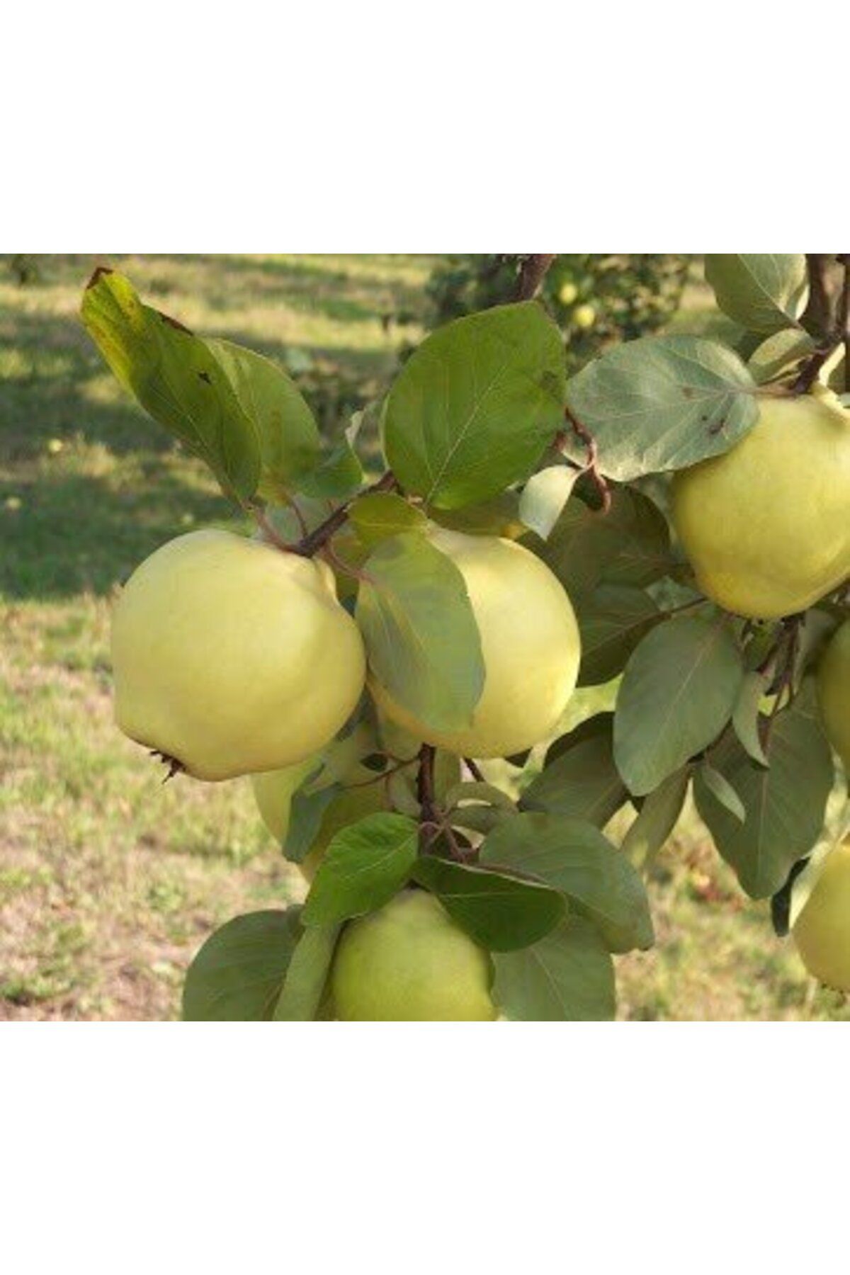 bitkifidan 3 Yaş Ekmek Ayva Fidanı