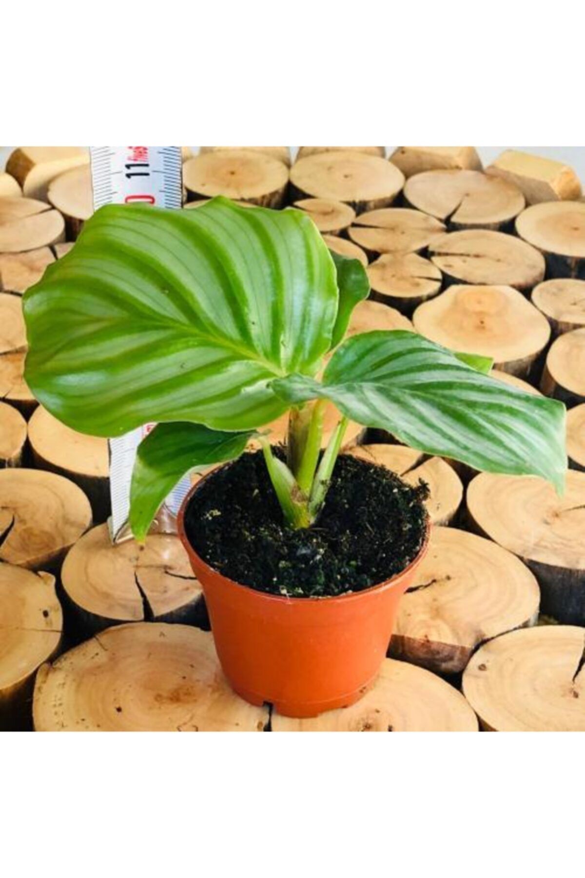 Özen Çiçekçilik Calathea Orbifolia Karpuz Desen Büyük Yaprak Ev Ofis