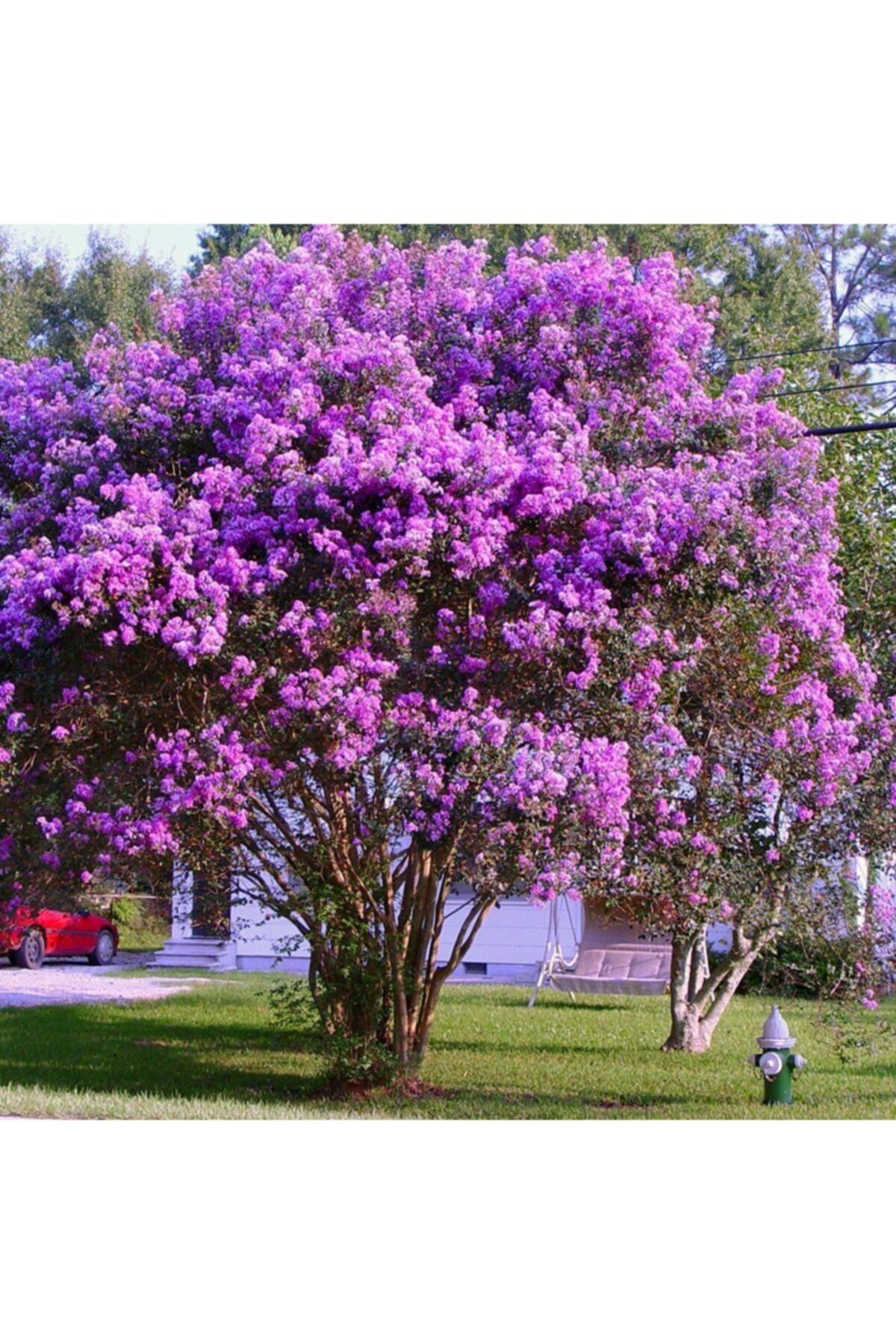 mutbirlik Tüplü Mor Çiçekli Lagerstroemia Indica Oya Ağacı