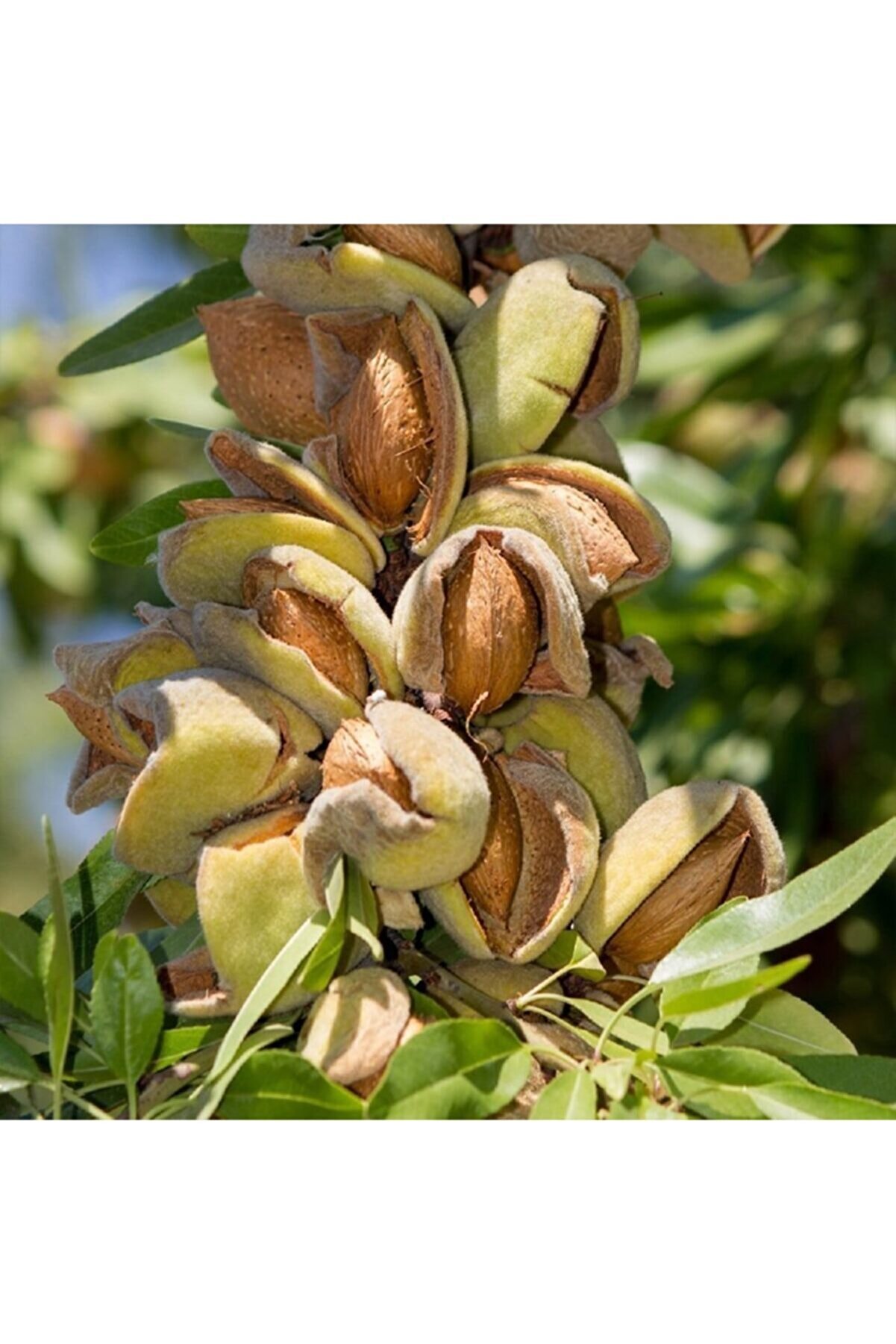 Миндаль дерево листья. Миндаль розоцветные. Миндаль горький дерево. Миндаль обыкновенный плод. Миндаль бухарский.