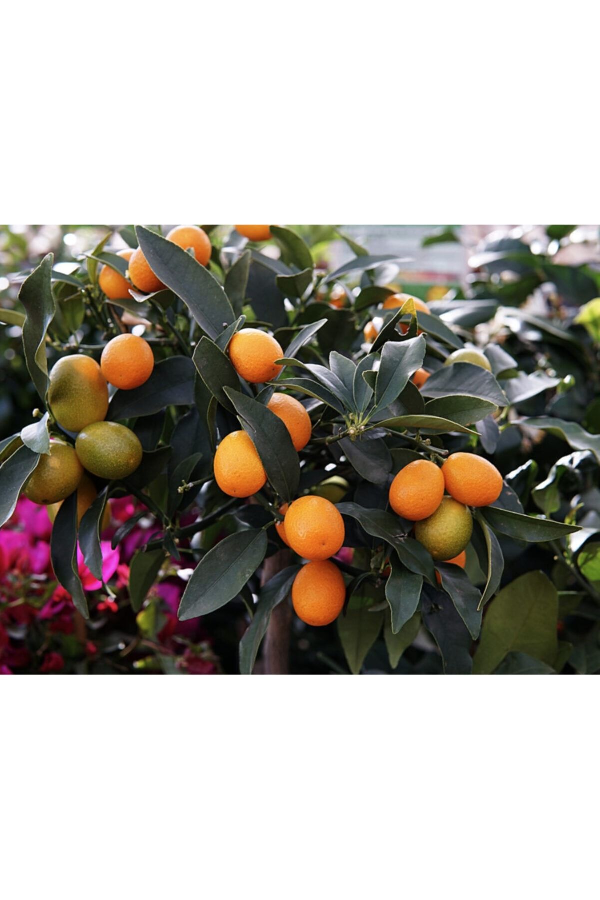 Fidanistanbul Citrus Fortunella Kumquat Kamkat Fidanı, 80-100 Cm, Saksıda