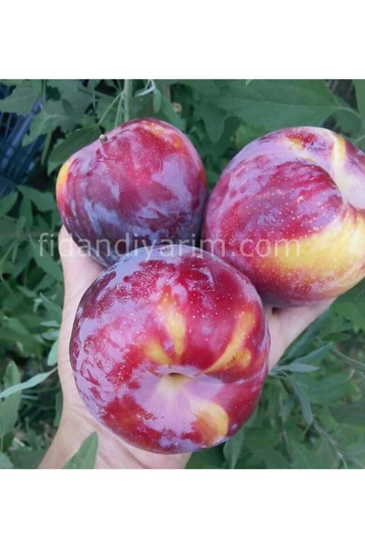 FidanDiyarı Tüplü Yarı Bodur Fortuna Erik Fidanı