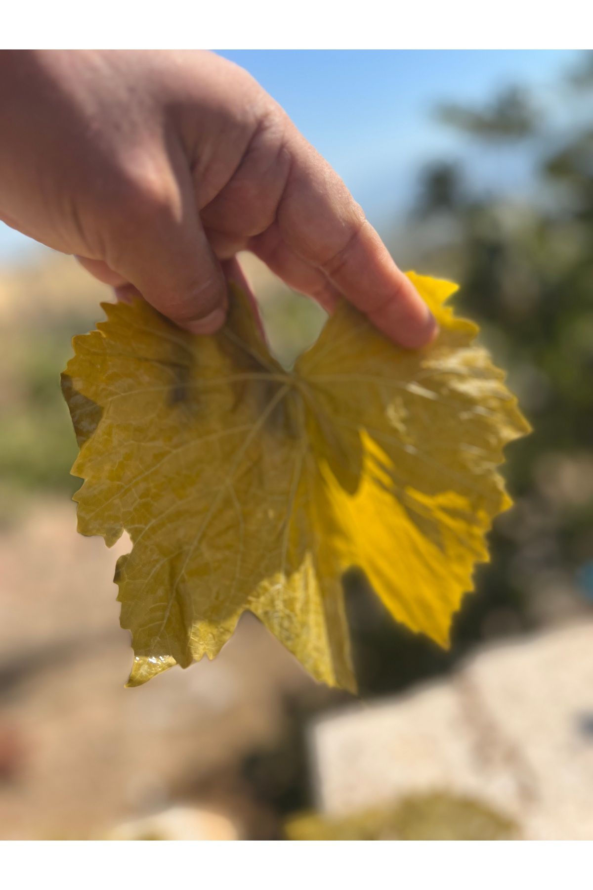 تصویر محصول