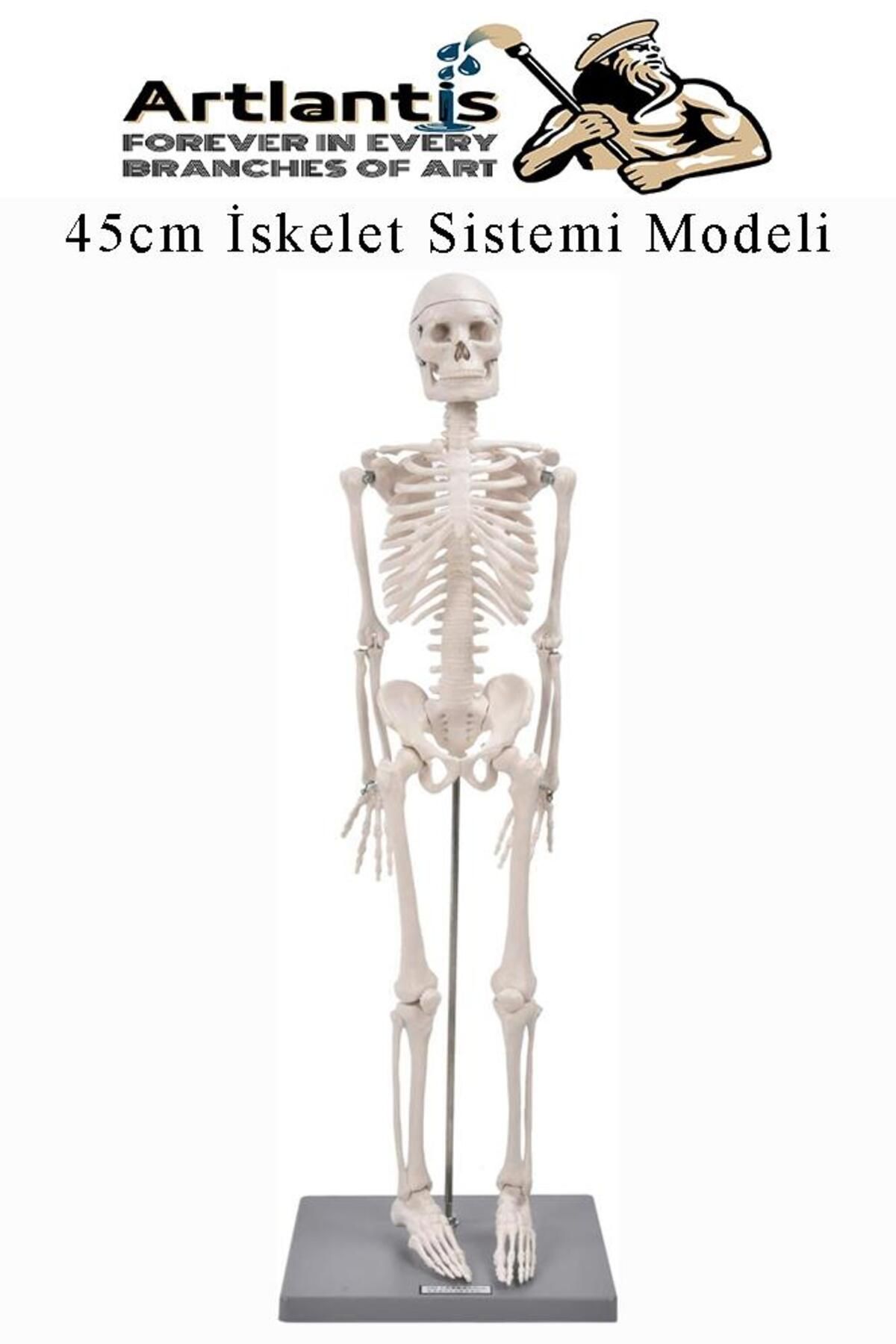 Artlantis İskelet Maketi 45 cm 1 Adet Eğitim İnsan İskelet Modeli İskelet Sistemi Haraketli İskelet Anatomisi