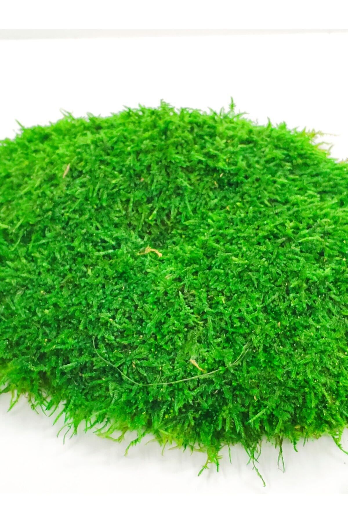 yossun Şoklanmış Doğal Kara Yosunu