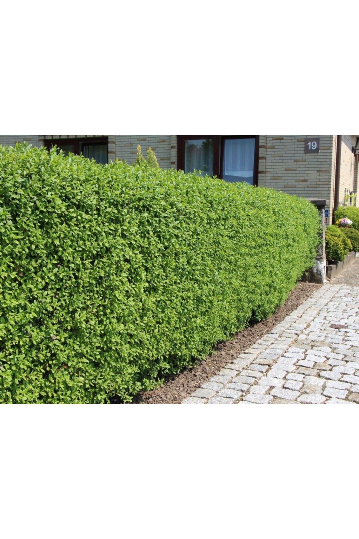 taşkar peyzaj Ligustrum Kurtbağrı 10 Adet - Çit Bitkisi 50-100 cm