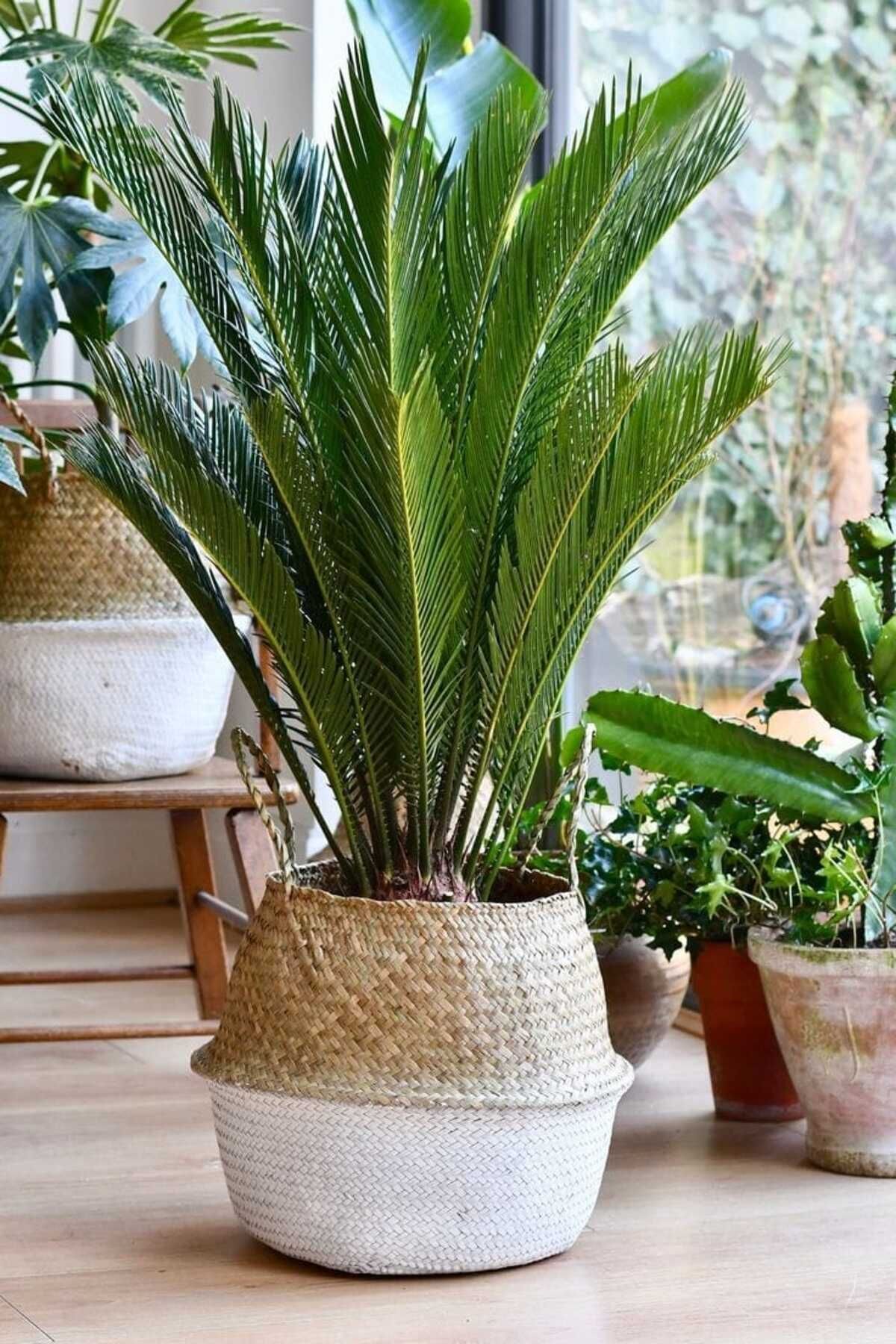 Smyrna Garden Sikas Ağacı / Cycas / Sagu Palmiyesi / 80-100 Cm / Çok Değerli Antik Bitki