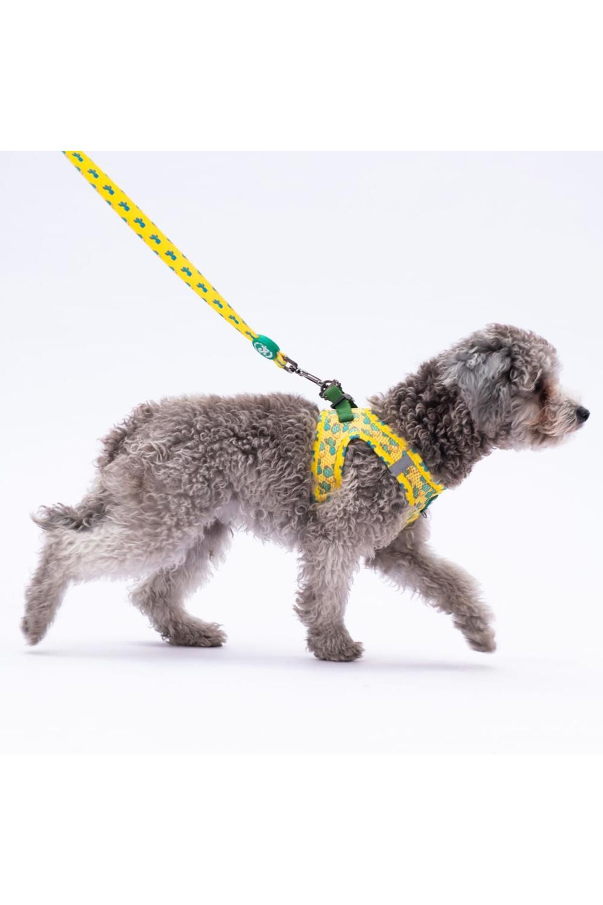 Pawstar Cactus Leash & Air-Mesh Kedi Köpek Tasma ve Gezdirme Kayışı Seti Tasma Seti