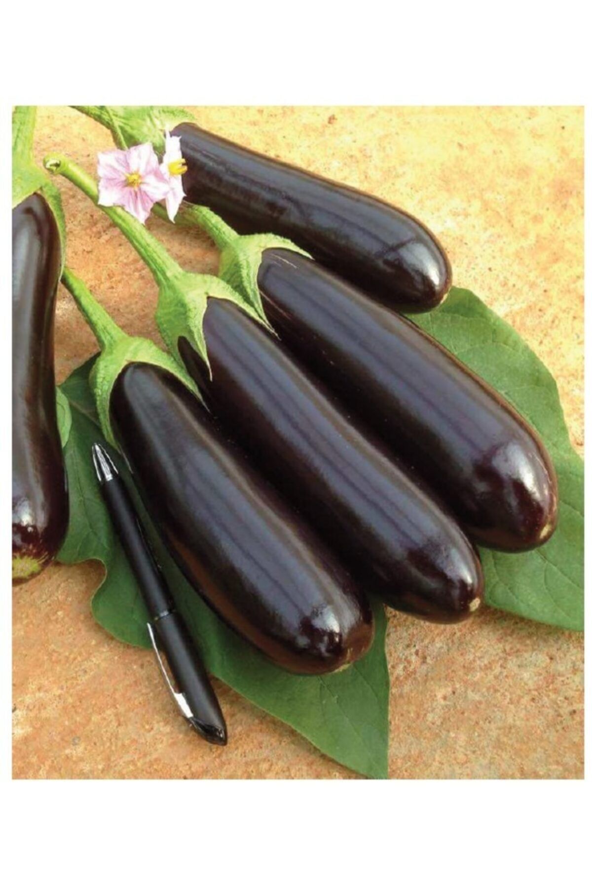 AGRODAL TARIM Ata Tohumu Yöresel Yerli Doğal Patlıcan Aydın Siyahı 100 Adet Tohum