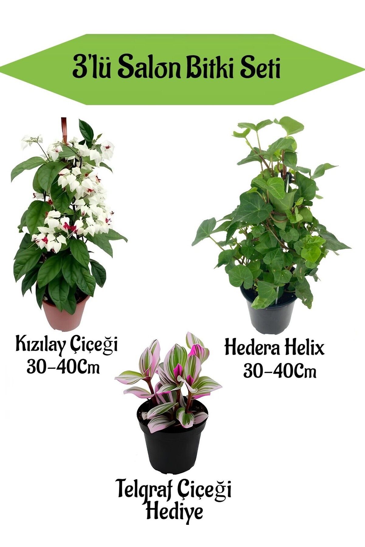 Gardenbox Kızılay Çiçeği+ Hedera Helix+ Hediyelik MiniTelgraf Çiçeği