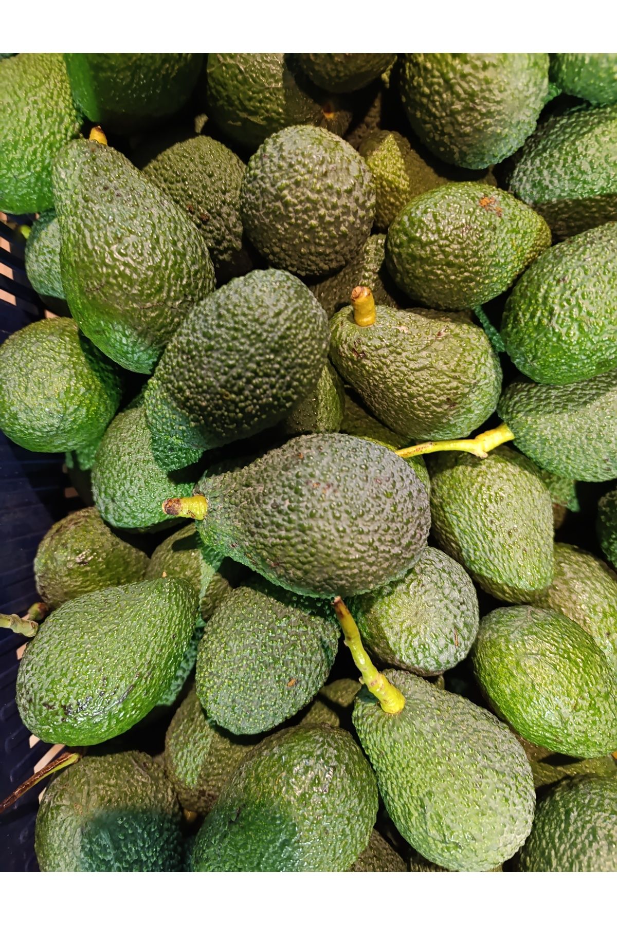 irfan bakliyat Çam Balı 850 gr , Avokado 3 Kg Toplam Net 3850 gr