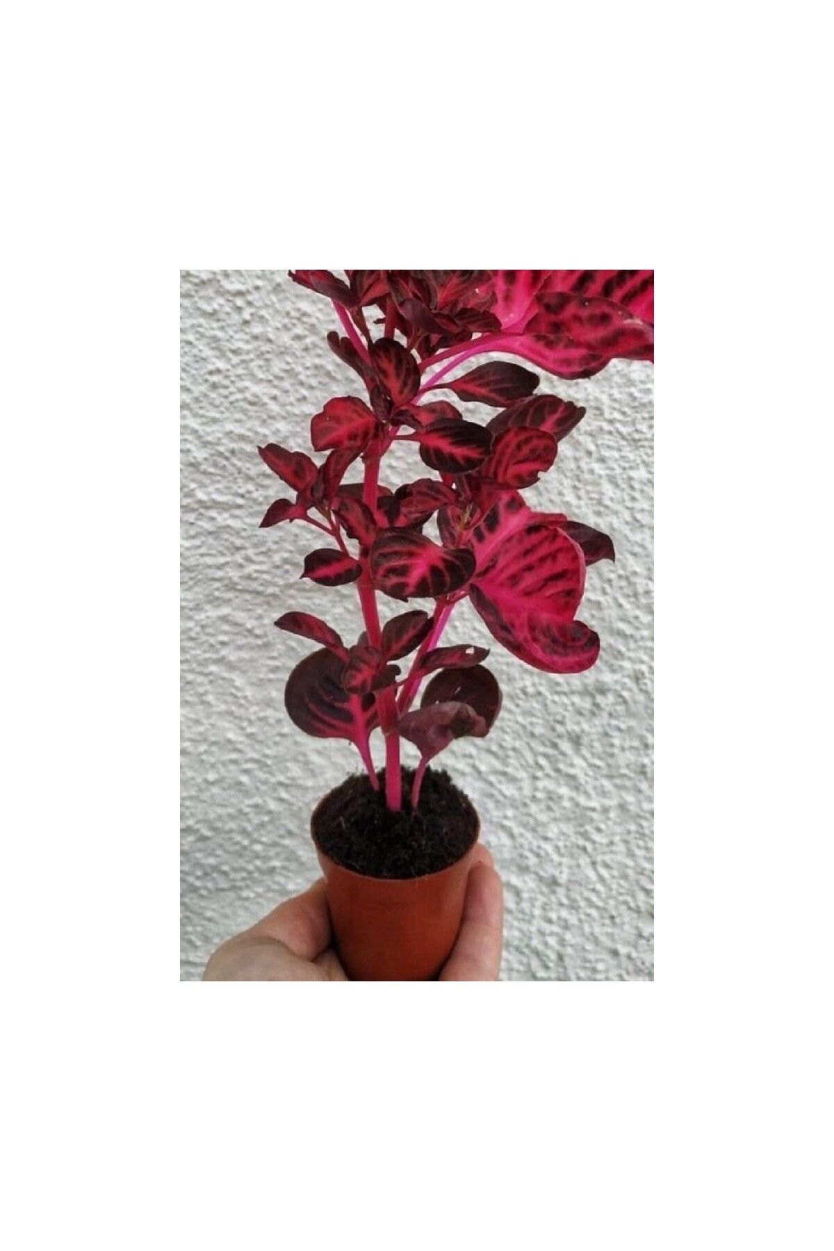 Mimoza Cingene Çingene Şalvarı Bitkisi Iresine Herbstii 8.5 Cm Saksida