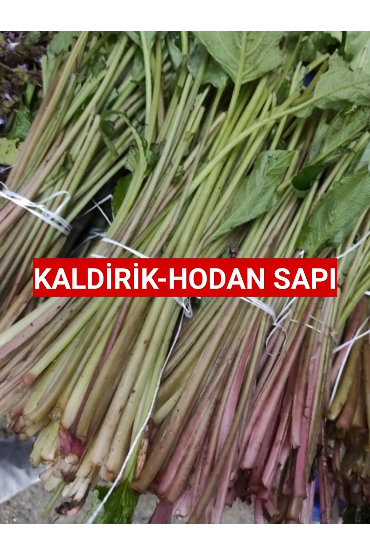 Nutyen 500 gram Kaldirik - Hodan - Ispıt Otu Sapı