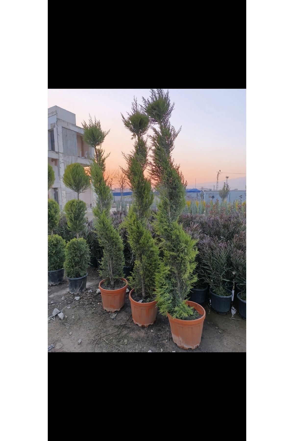 fidanpaketim Şekilli limoni  Spiral çam limoni servi ağacı gelismis 170-200 cm