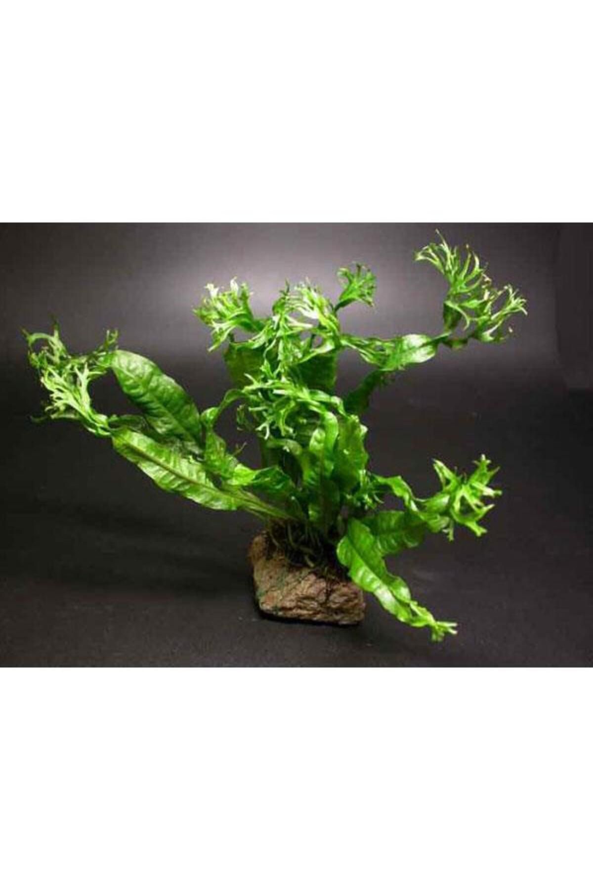 İthâl Bitki Windelov Java Fern Saksı Canlı Bitki