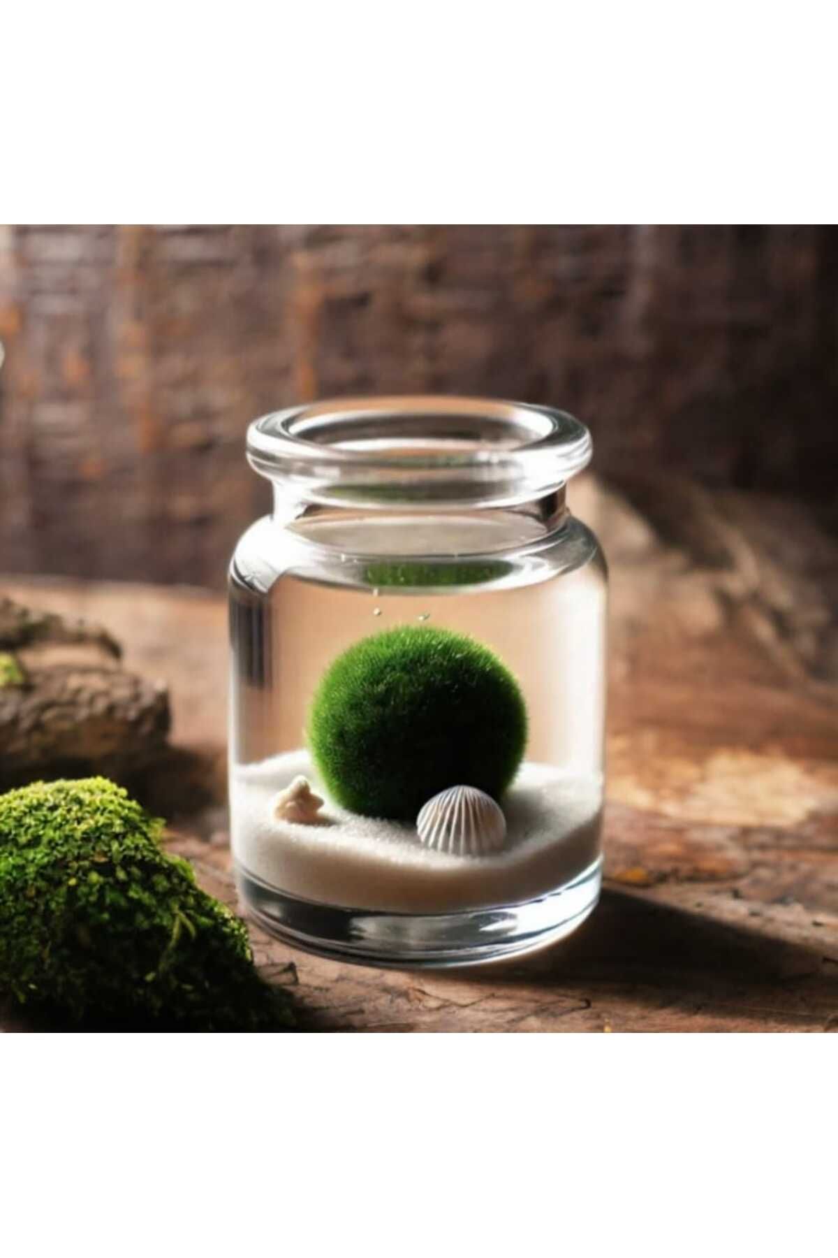 İyişans Marimo Hayatınıza Şans Katan Marimo Mossball Yosun Topu 1 Ad. (1cm-2cm)