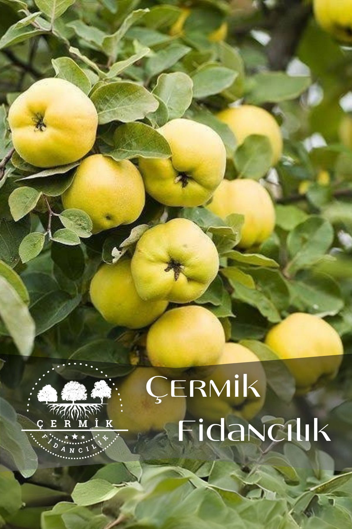 ÇERMİK FİDANCILIK TÜPLÜ Eşme Ayva Fidanı