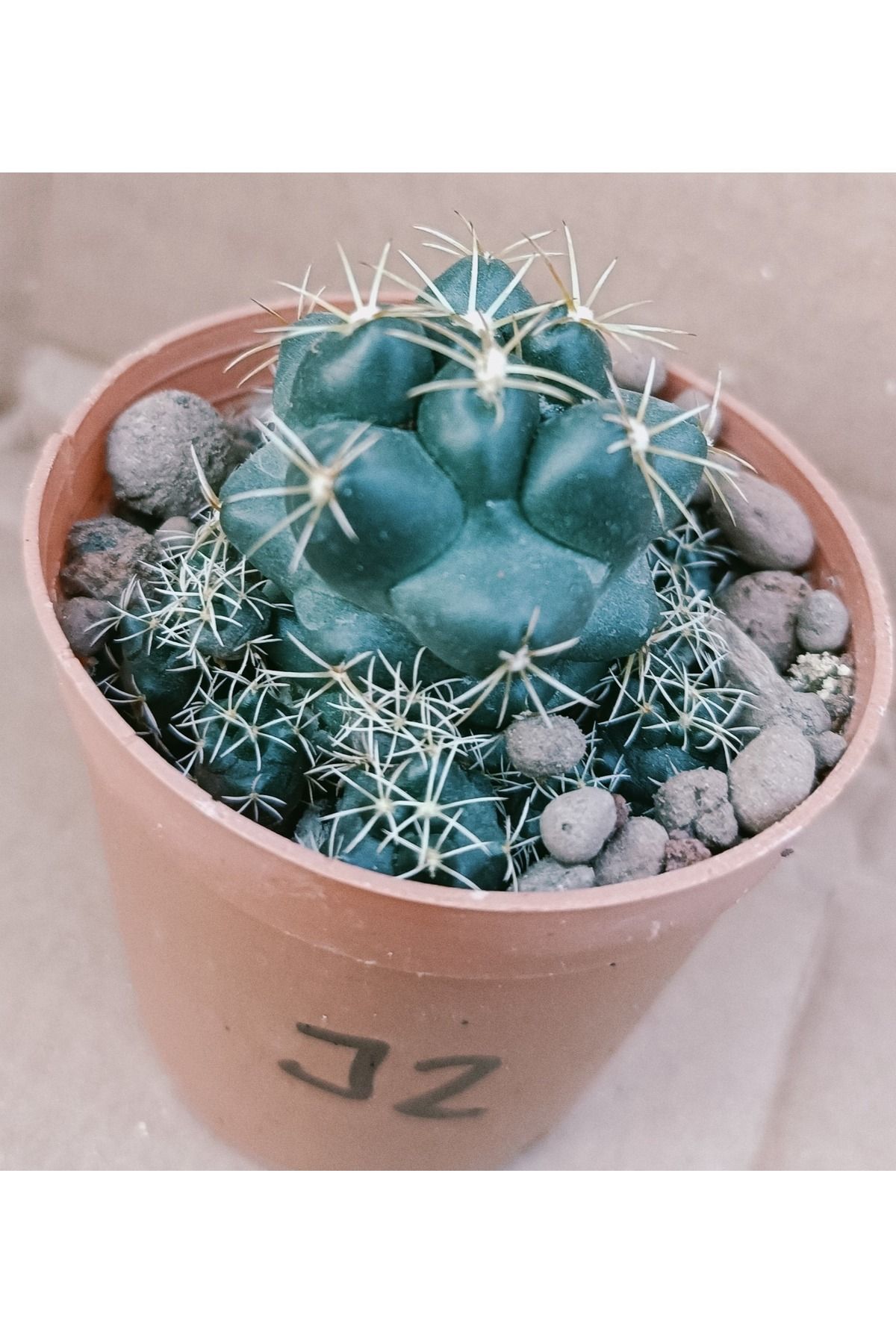 Pagoda Coryphantha bumamma-5,5 cm skası-ref 23B/41/J2