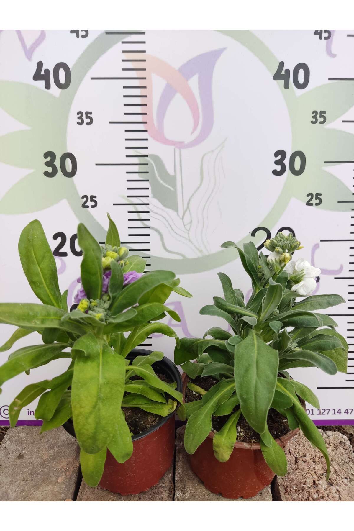 Zambak Botanik 2 Adet Hoary Stock Şebboy (Matthiola incana) - Aromatik ve Kokulu Bitki  (Mentor) 2 Adet