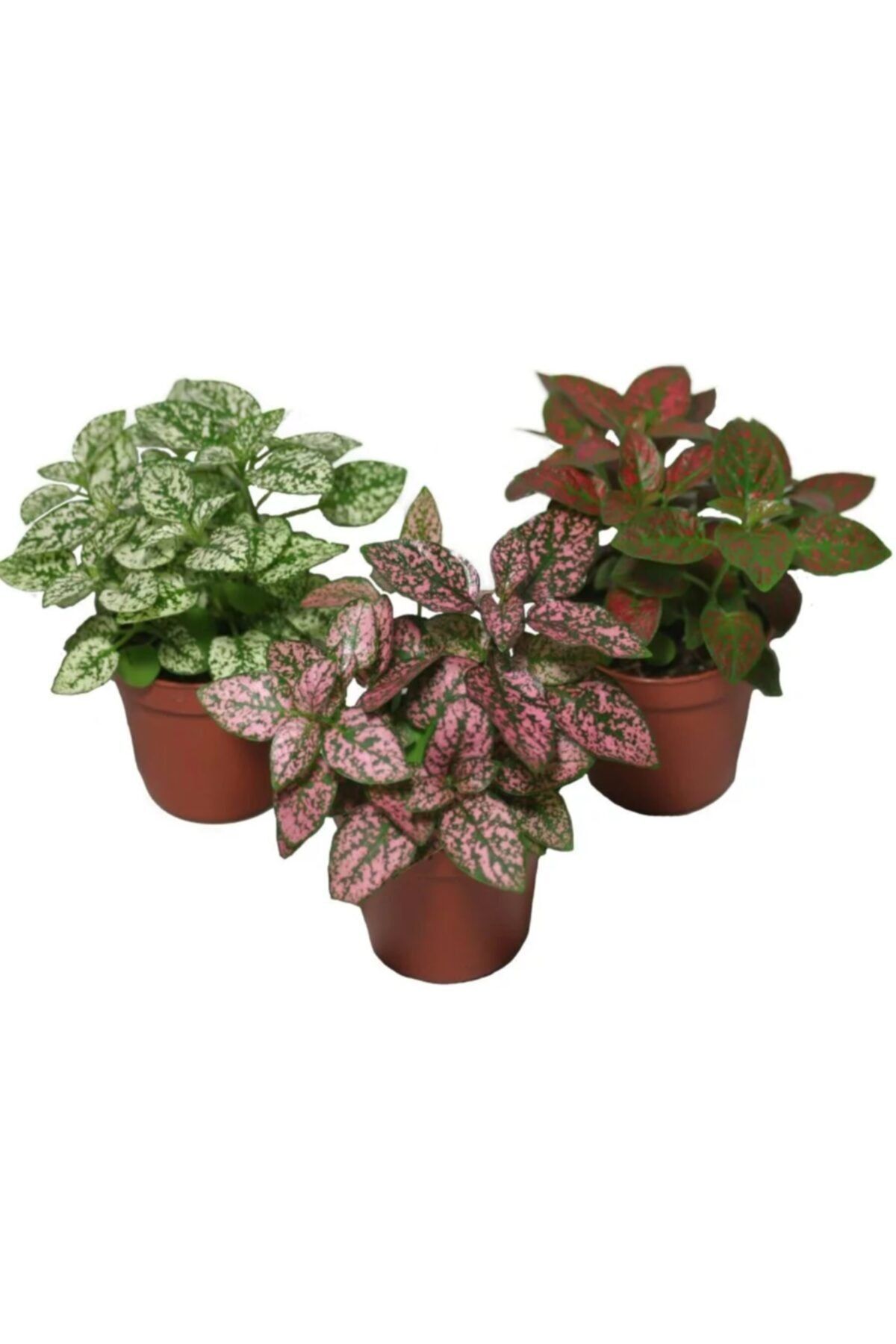LS BOTANİK Hostes Çiçeği Hypoestes Çilli Yaprak Çiçeği 3 Adet