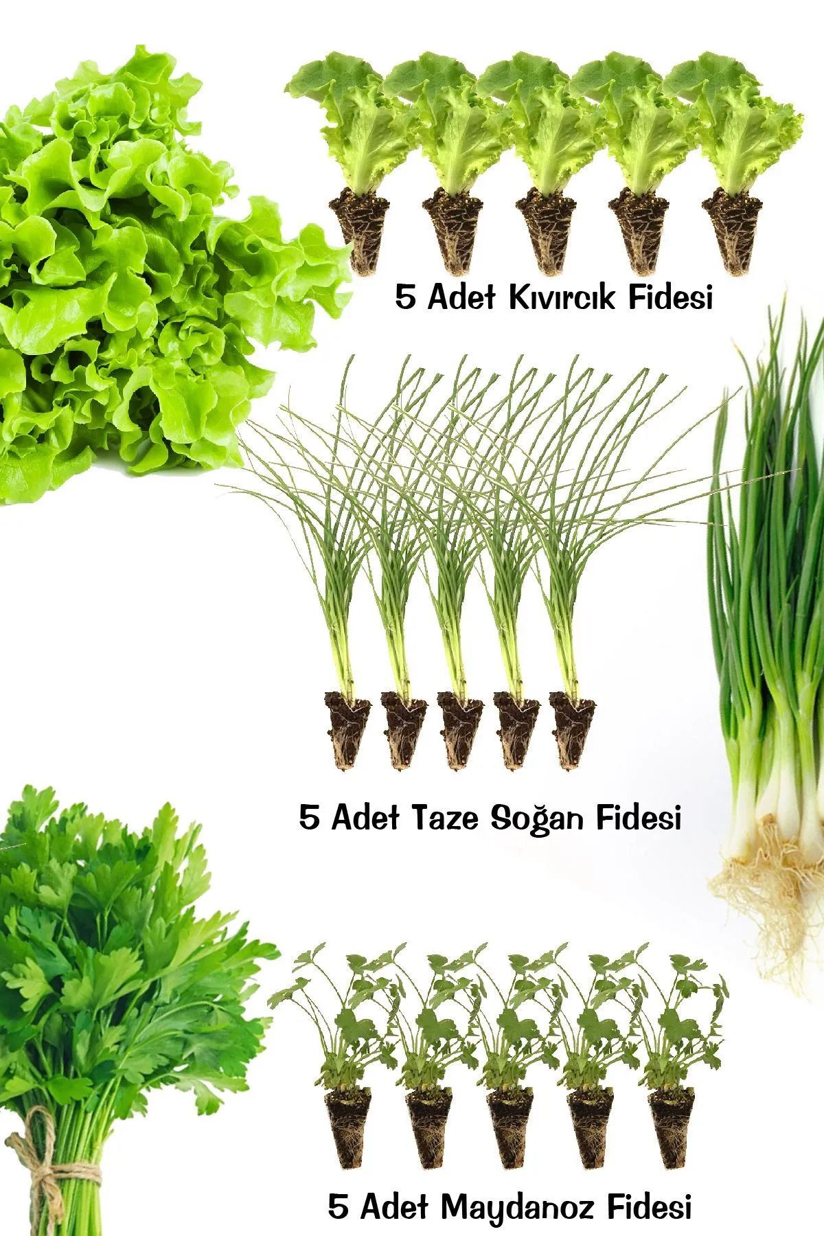 Mrc Grow Maydanoz - Kıvırcık Marul - Taze Soğan 15 Adet - Fide Seti