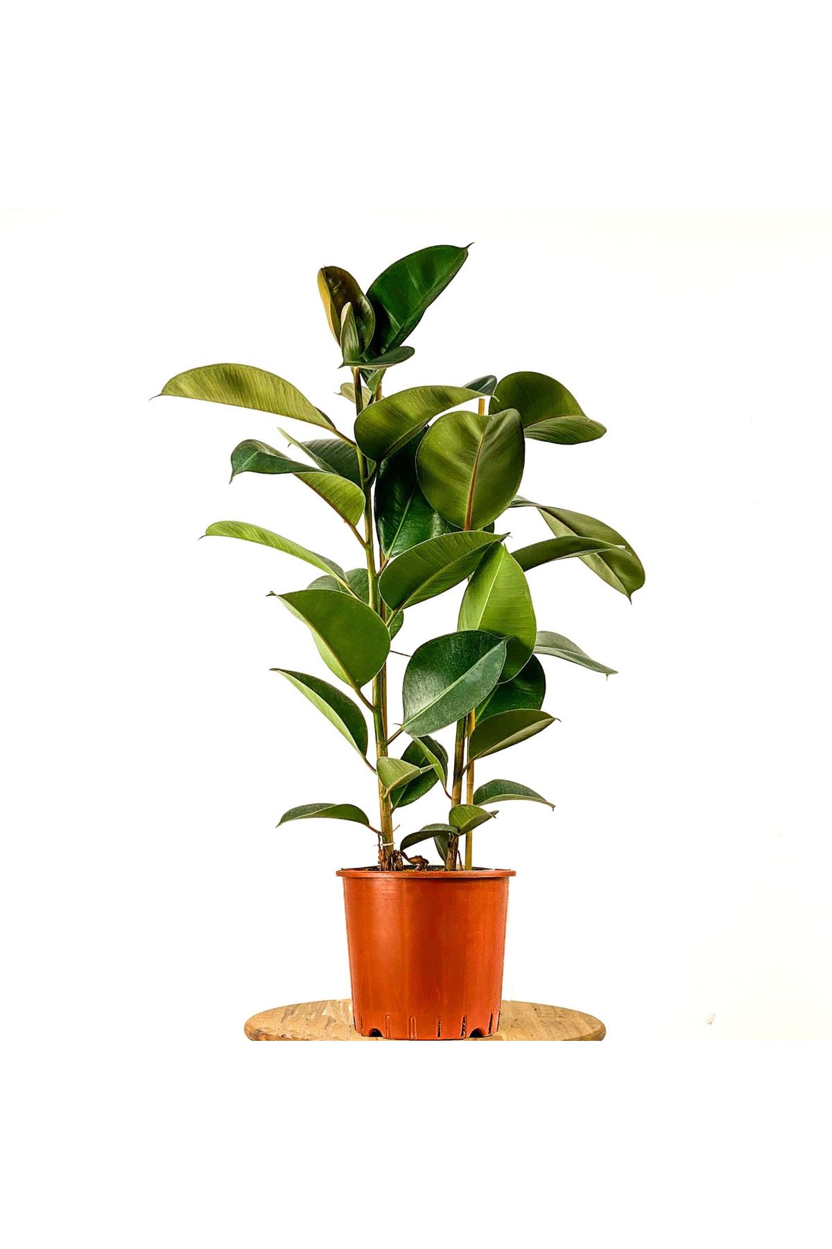 Fidanburada Kauçuk Bitkisi (ficus Elastica) 2 Gövdeli 80-100 Cm