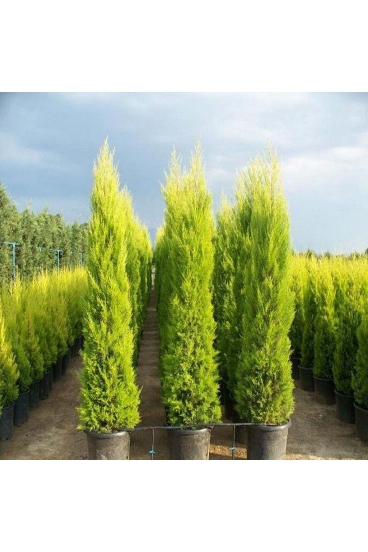 E-fidancim Soğuklara Dayanıklı Limon Kokulu Limoni Servi Fidanı (25 adet 20-40 cm)