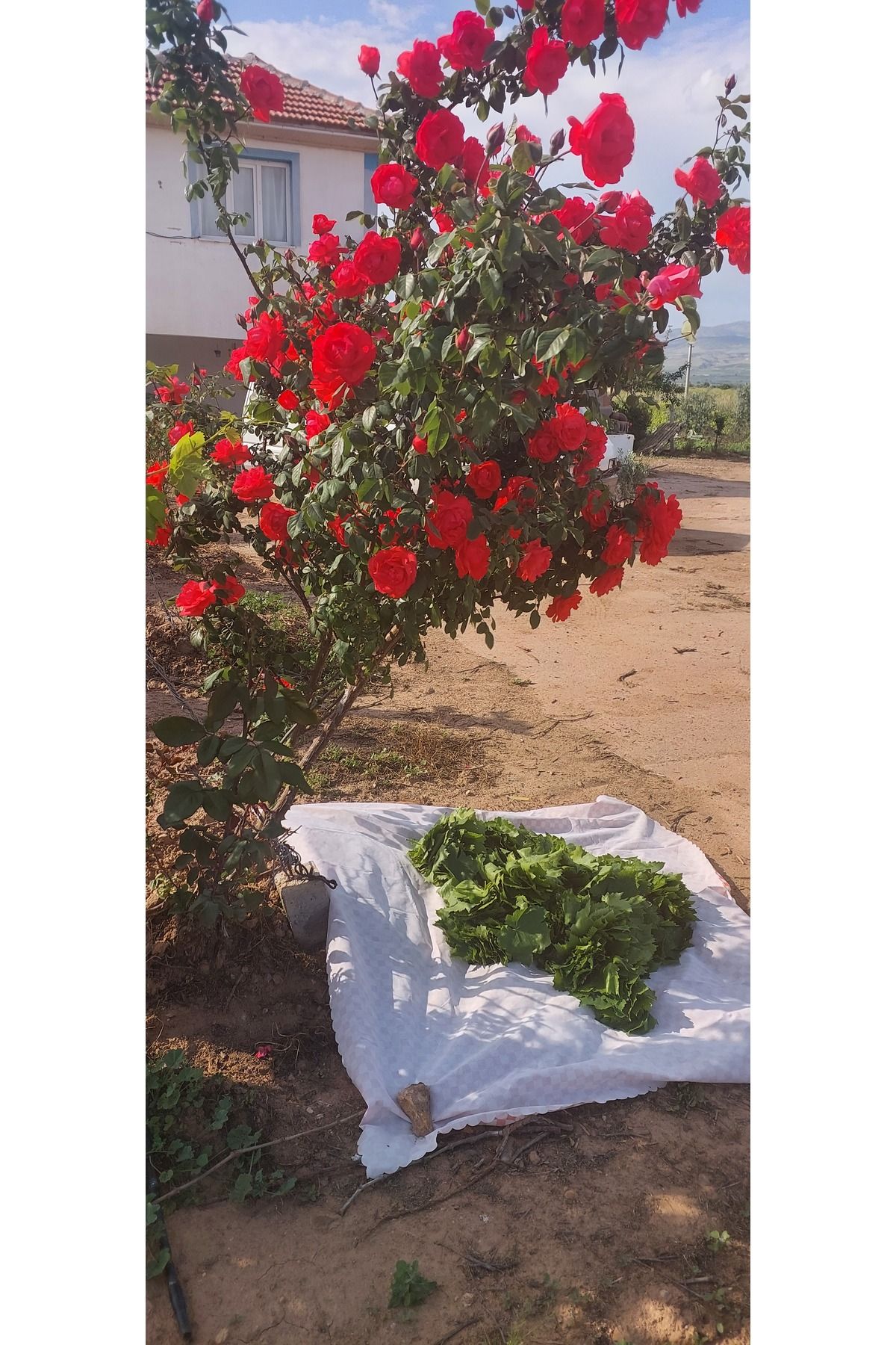 تصویر محصول