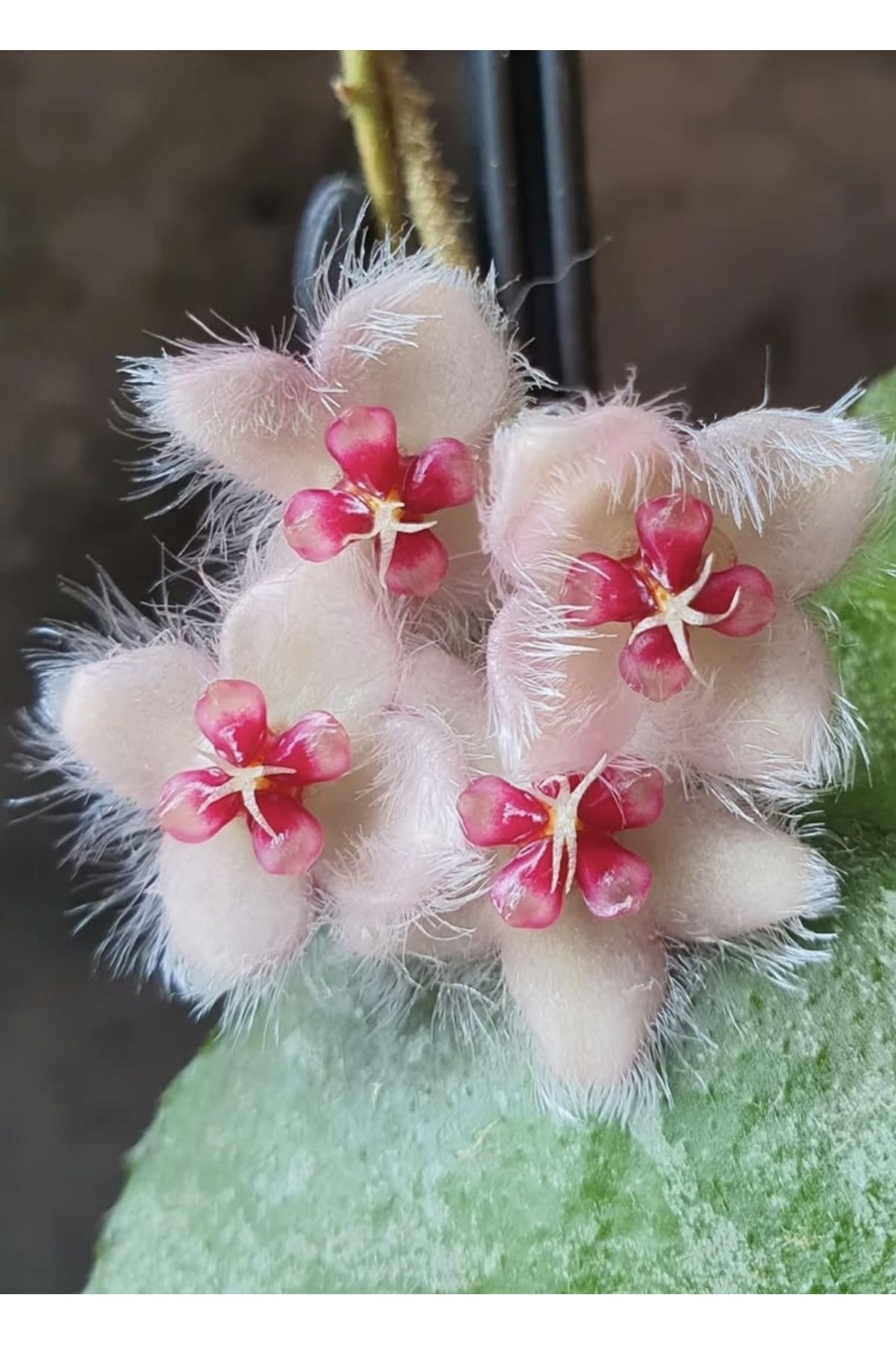PLANT Hoya Caudata Sumatra Mum Çiçeği