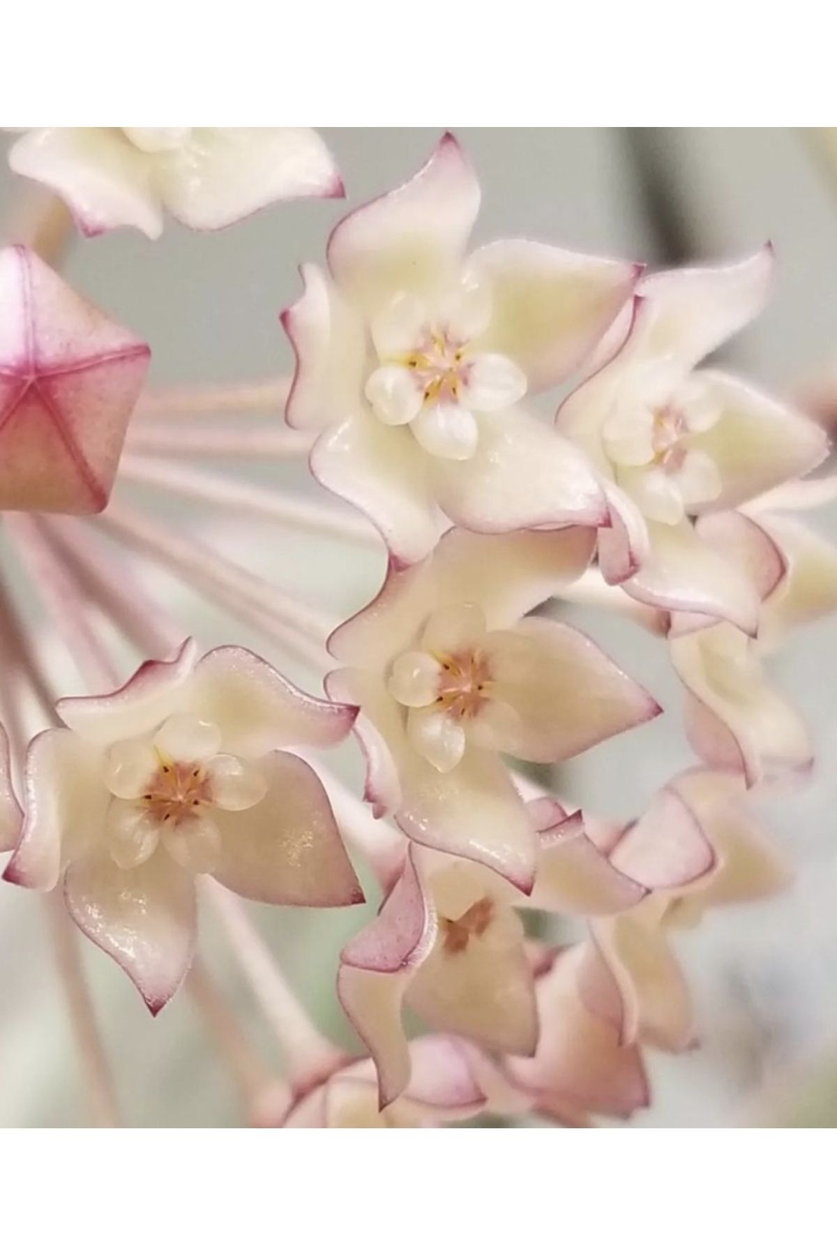 PLANT Hoya Macrophylla Bai Bua Mum Çiçeği