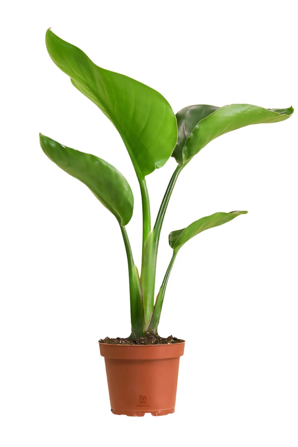 CRAPS Strelitzia Nicolai Starliçe Cennet Kuşu Bitkisi 70-90 CM Tek Gövde Salon Ofis Ev İç Mekan Bitkisi