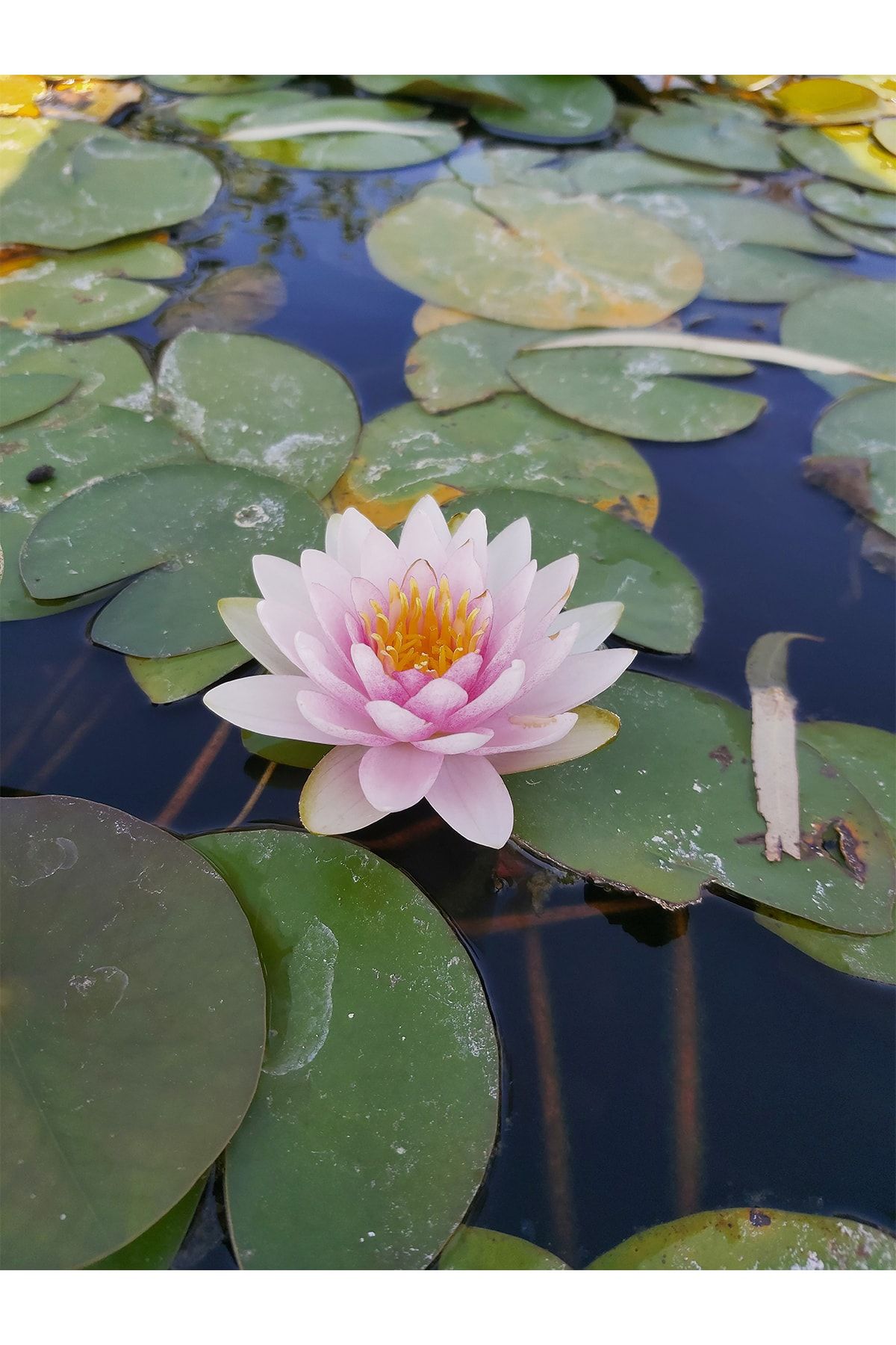 Köyceğiz Bitki Dünyası Saksıda Nilüfer Çiçeği (pembe) Lotus Çiçeği ( N. Hollandia)