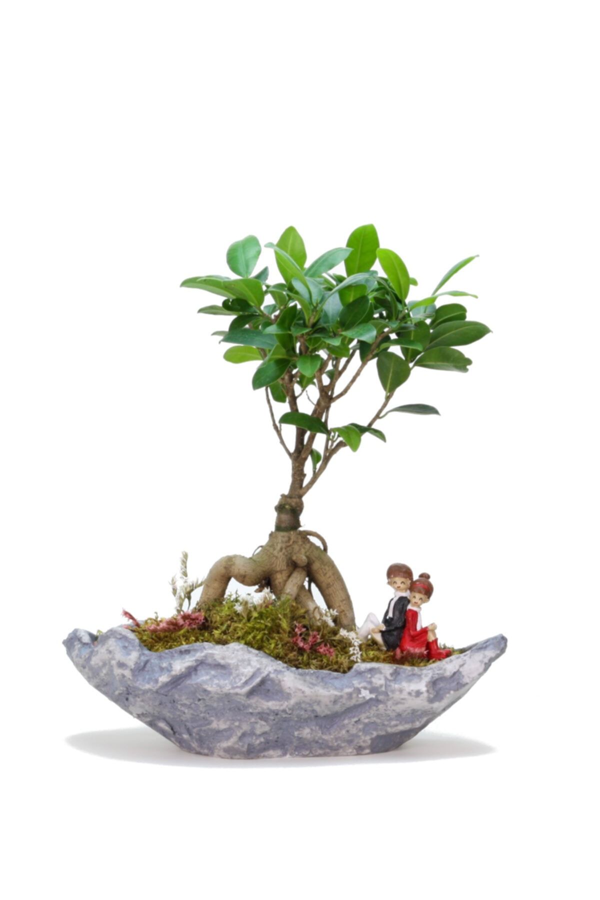 Natura Stonehenge Ficus Bonsai Ve Sırt Sırta Sevgililer