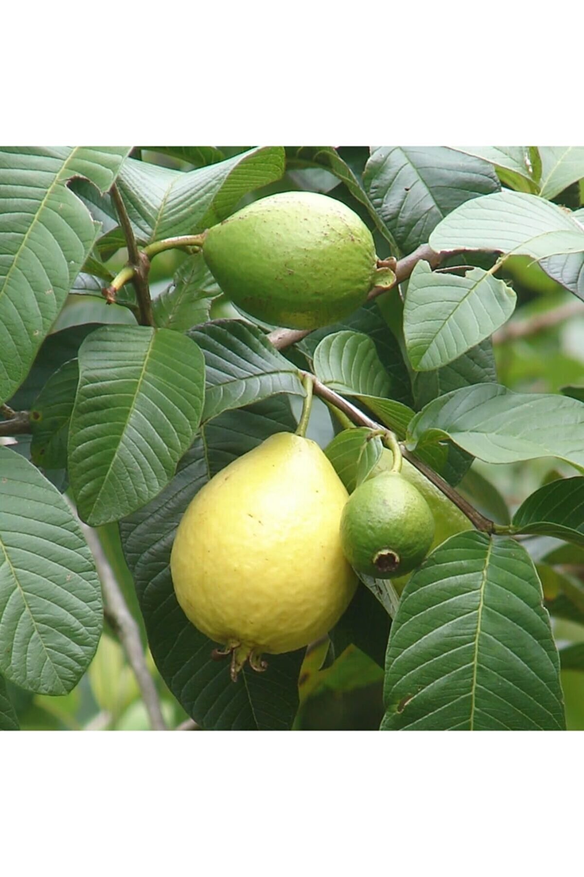 Fidanistanbul Psidium Guajava Guava Fidanı, 80-100 Cm, Tüplü