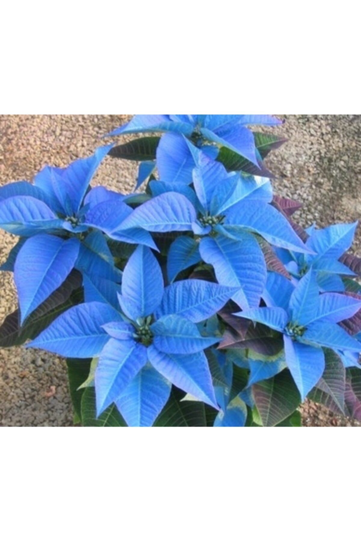 dayou 10 Adet Mavi Atatürk Çiçeği Tohumu + 10 Adet Hediye Karışık Renk Gül Tohumu