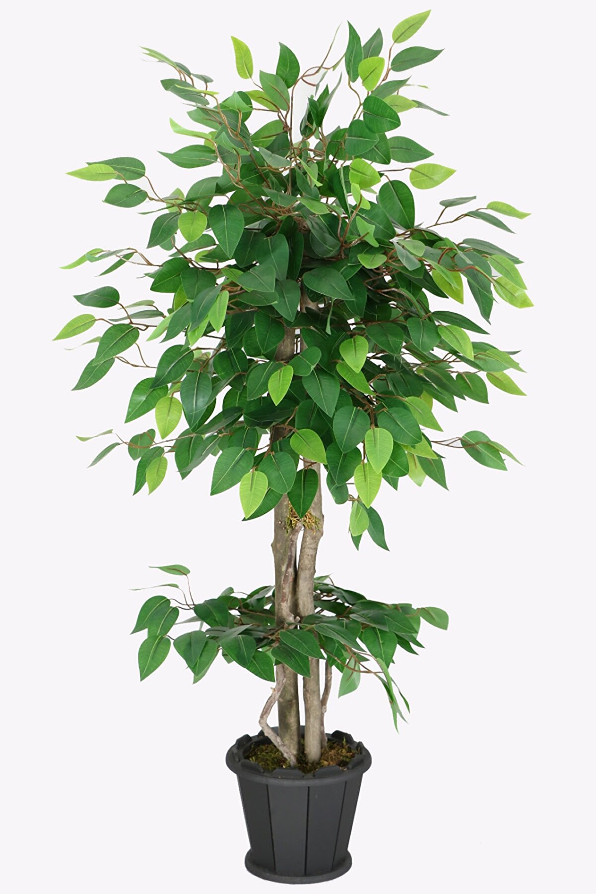 Yapay Çiçek Deposu Ahşap Saksıda Yapay Benjamin Ağacı 100 Cm Yeşil