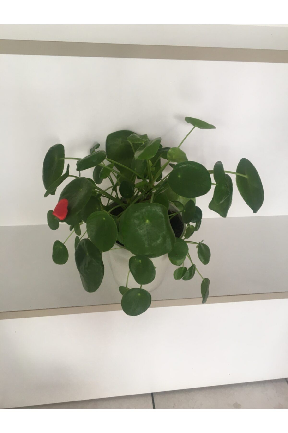 Çiçek Çin Para ( Pilea)