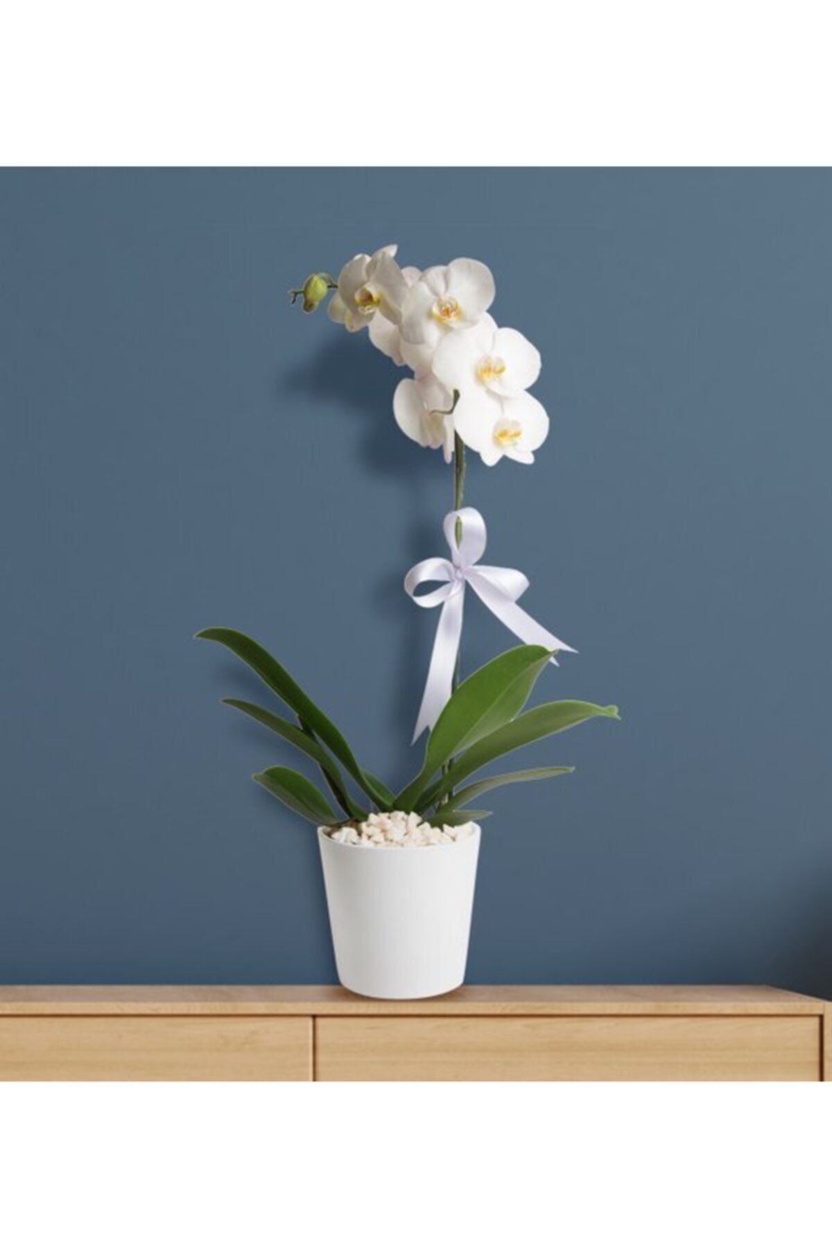 HAPPY FLOWER ORGANİZASYON Tek Dal Beyaz Orkide Canlı