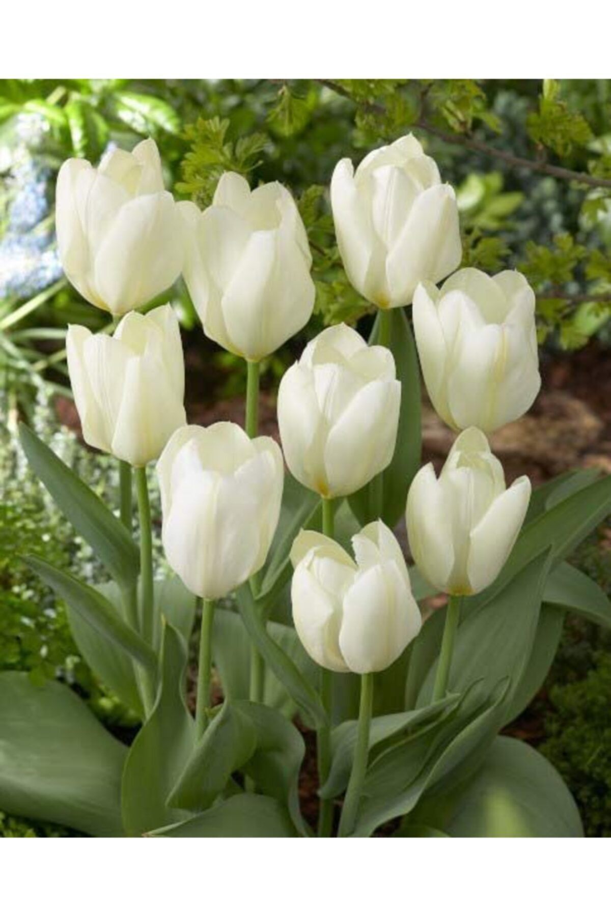 LOBELYA TOHUMCULUK 5 Adet Beyaz Renkli Lale Çiçek Soğanı