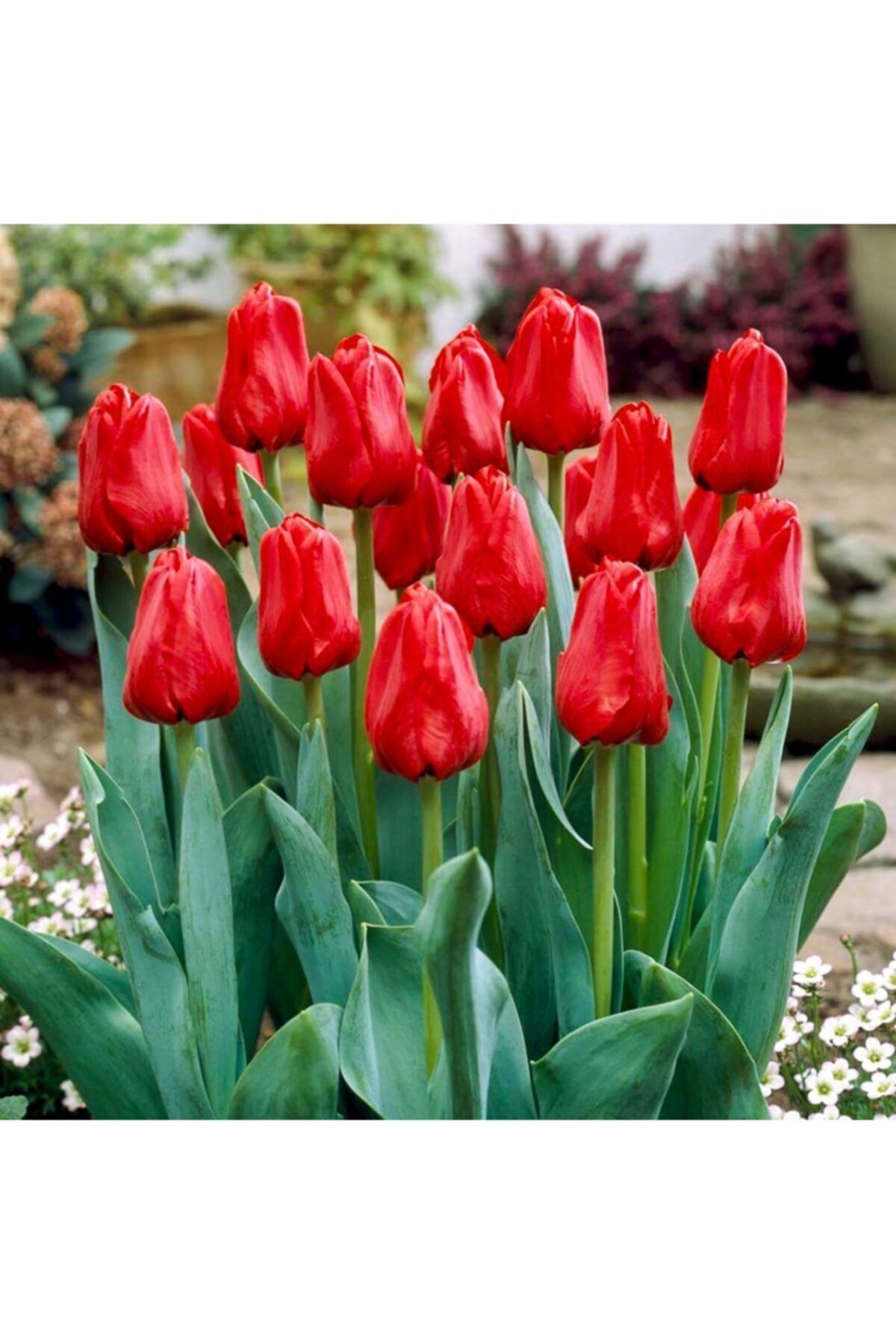 LOBELYA TOHUMCULUK 10 Adet Kırmızı Renkli Lale Çiçek Soğanı