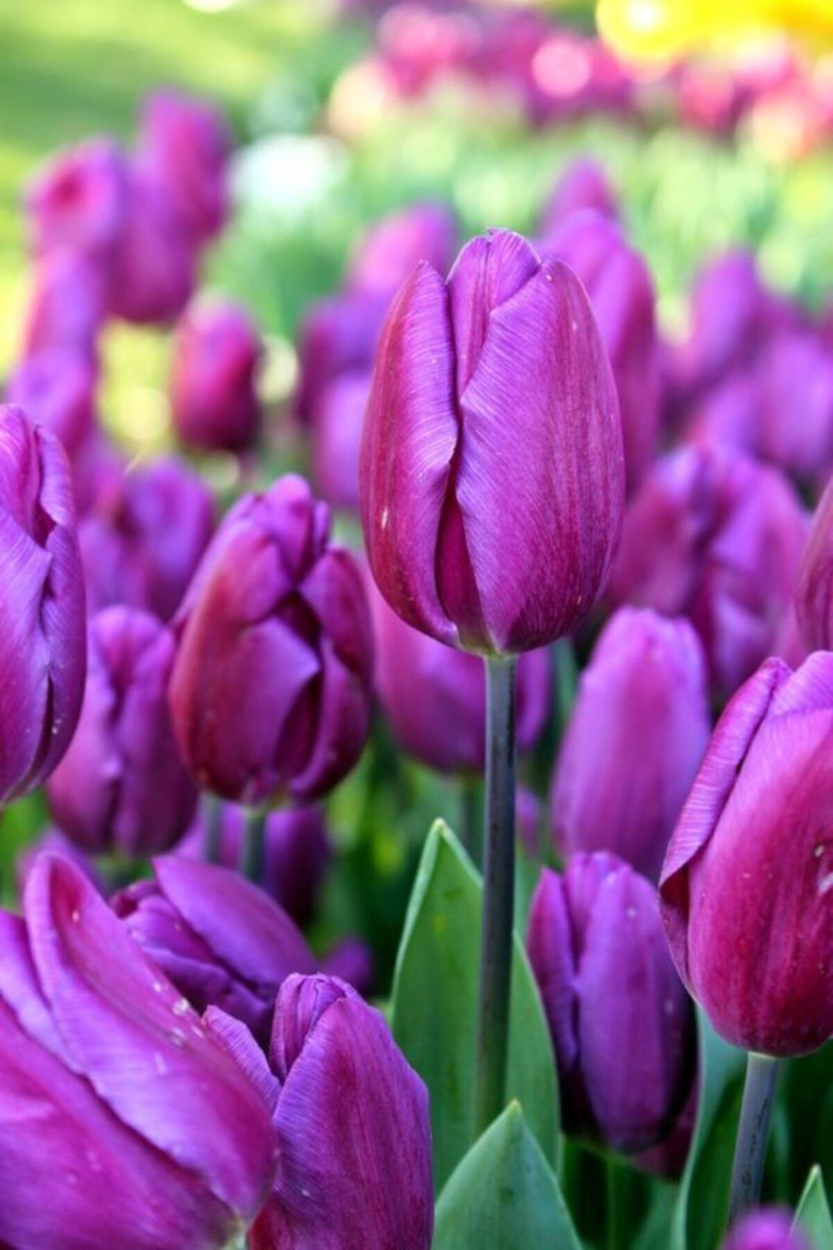 KAMONDO TOHUM 5 Adet Mor Renkli Iri Lale Çiçeği Soğanı