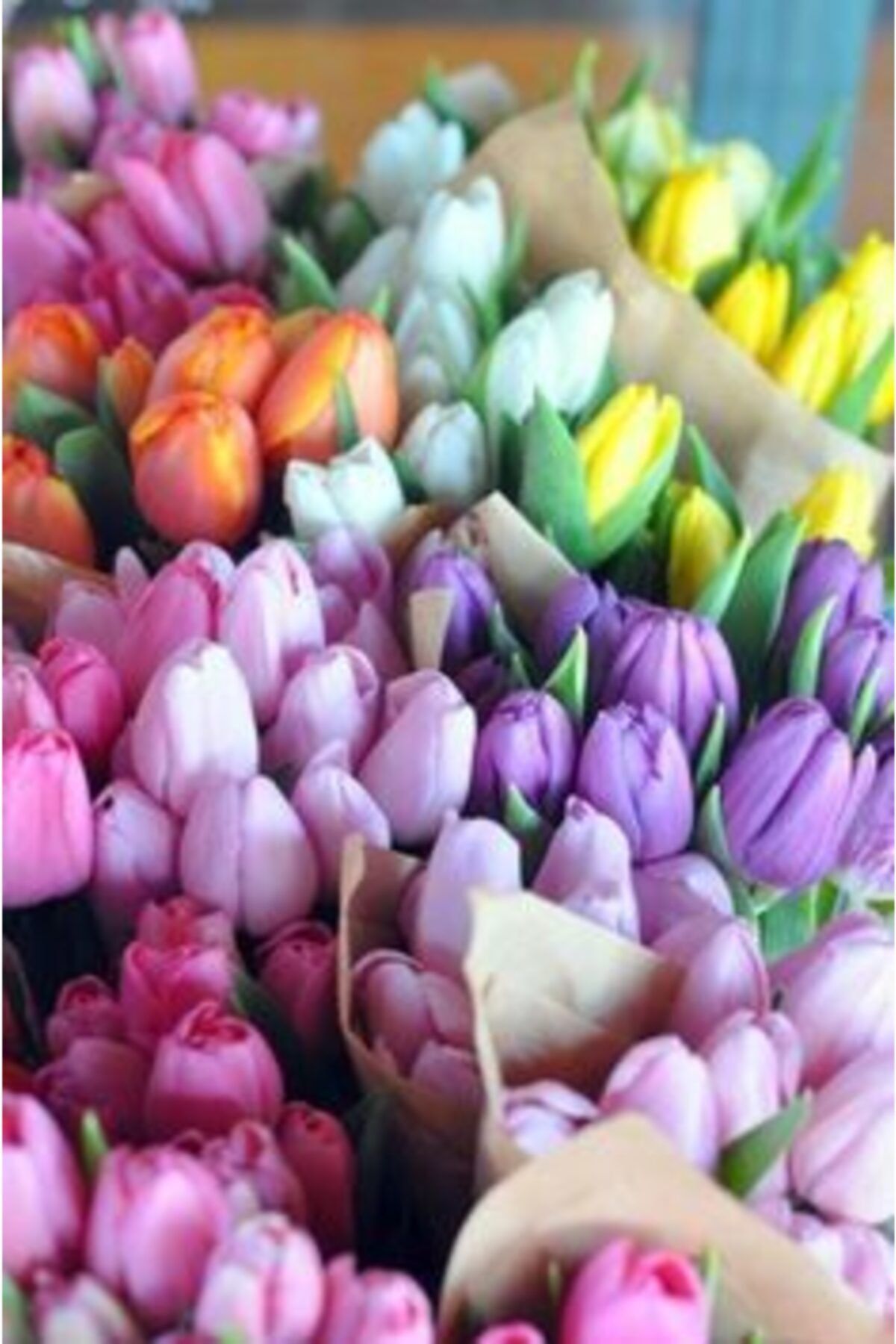 KAMONDO TOHUM 10 Adet Karışık Renkli Lale Çiçeği Soğanı