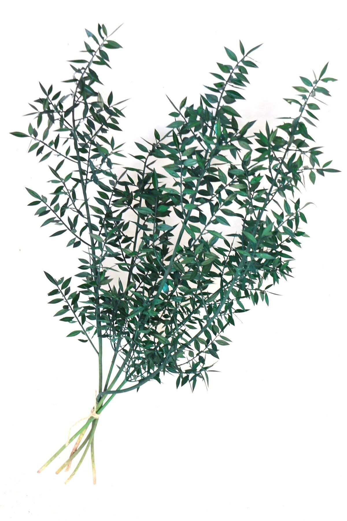 Yapay Çiçek Deposu Şoklanmış Ruscus Aculeatus Kokina Mat Yeşil