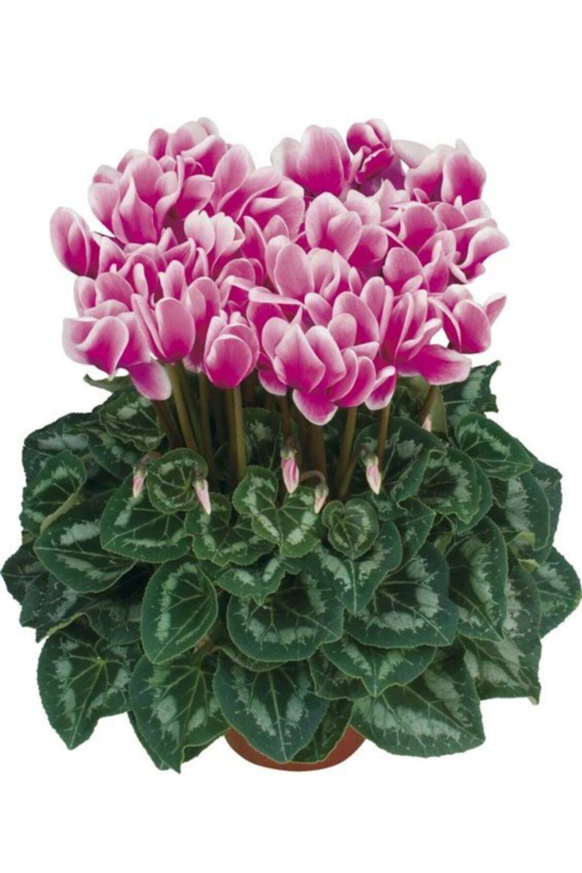 KAMONDO TOHUM 3 Adet Çift Renkli Sıklamen Çiçeği Soğanı