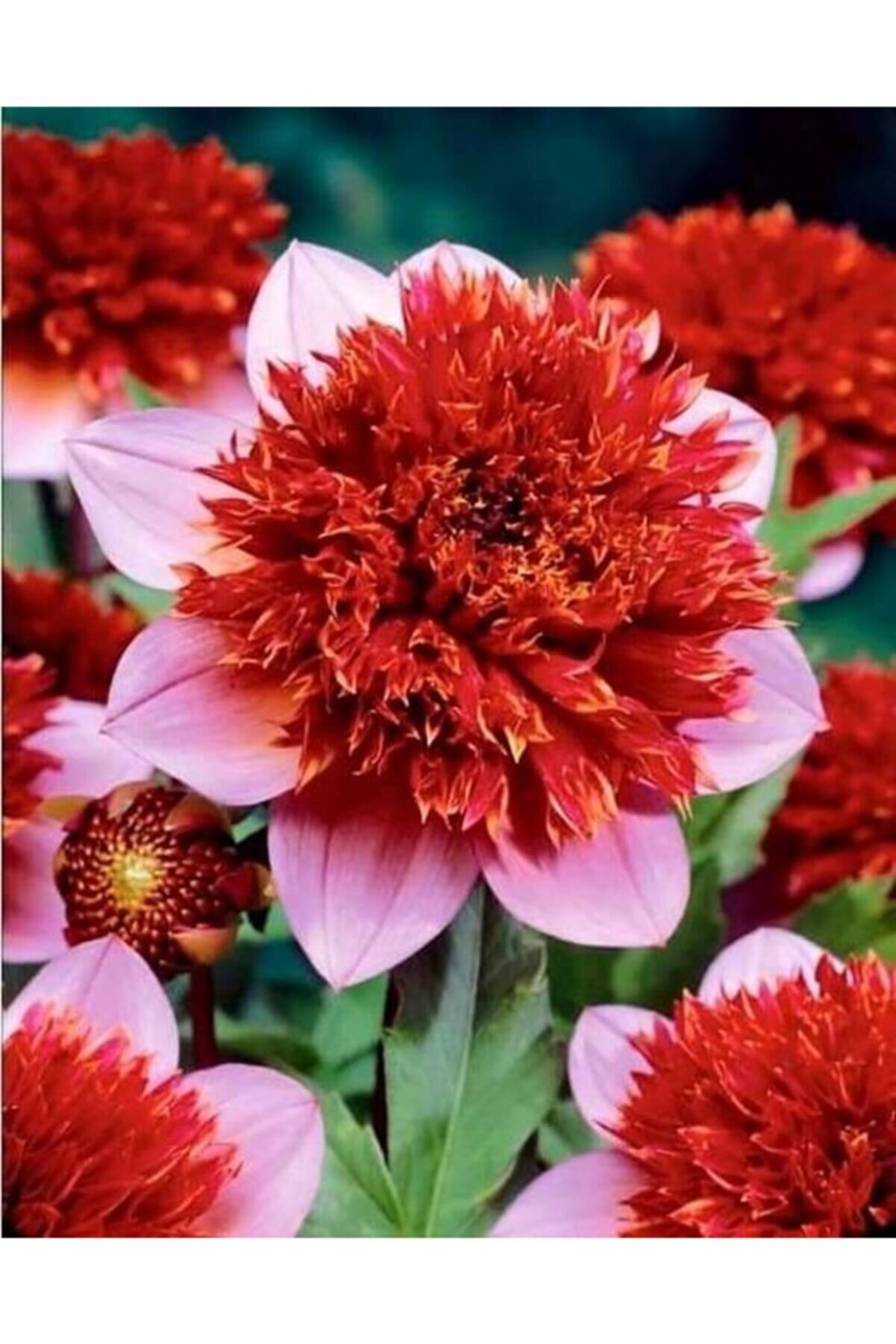 LOBELYA TOHUMCULUK 4 Adet Özel Renkli Katmerli Nergis Çiçeği Soğanı
