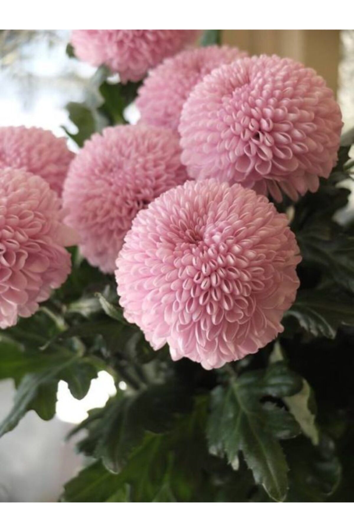 KAMONDO TOHUM 2 Adet Soft Pembe Renkli Ponpon Yıldız Çiçeği Soğanı